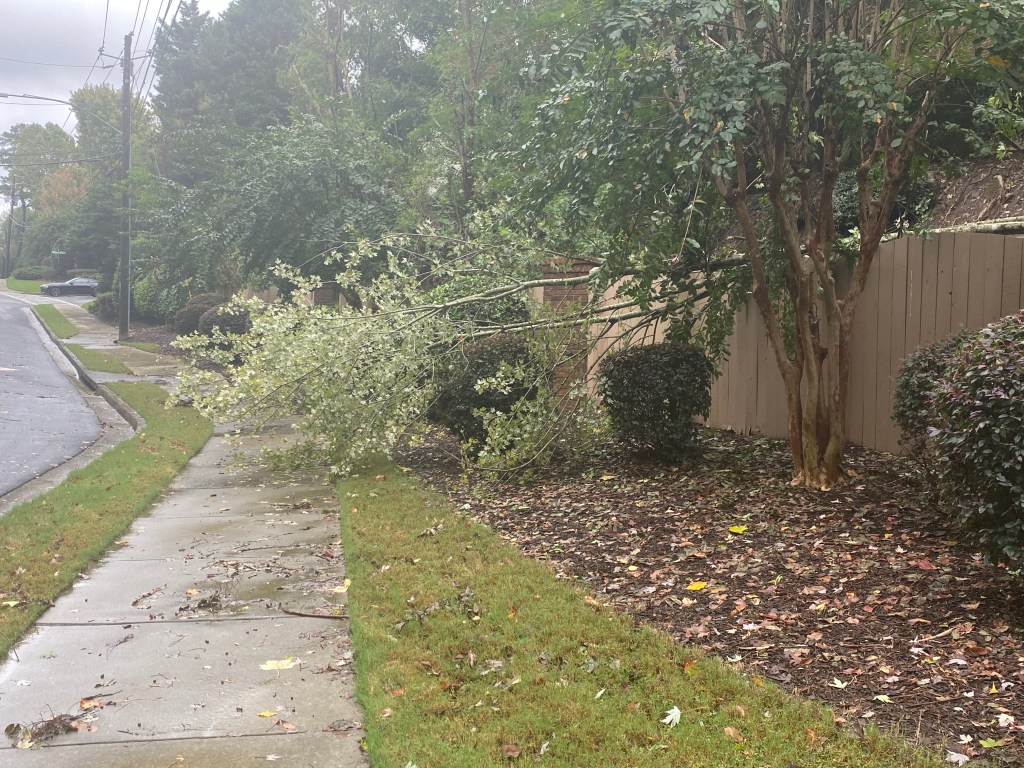 A photo showing a fallen tree from Hurricane Helene. 